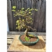 Chinese Elm Number 28
